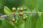 Lanceleaf buckthorn